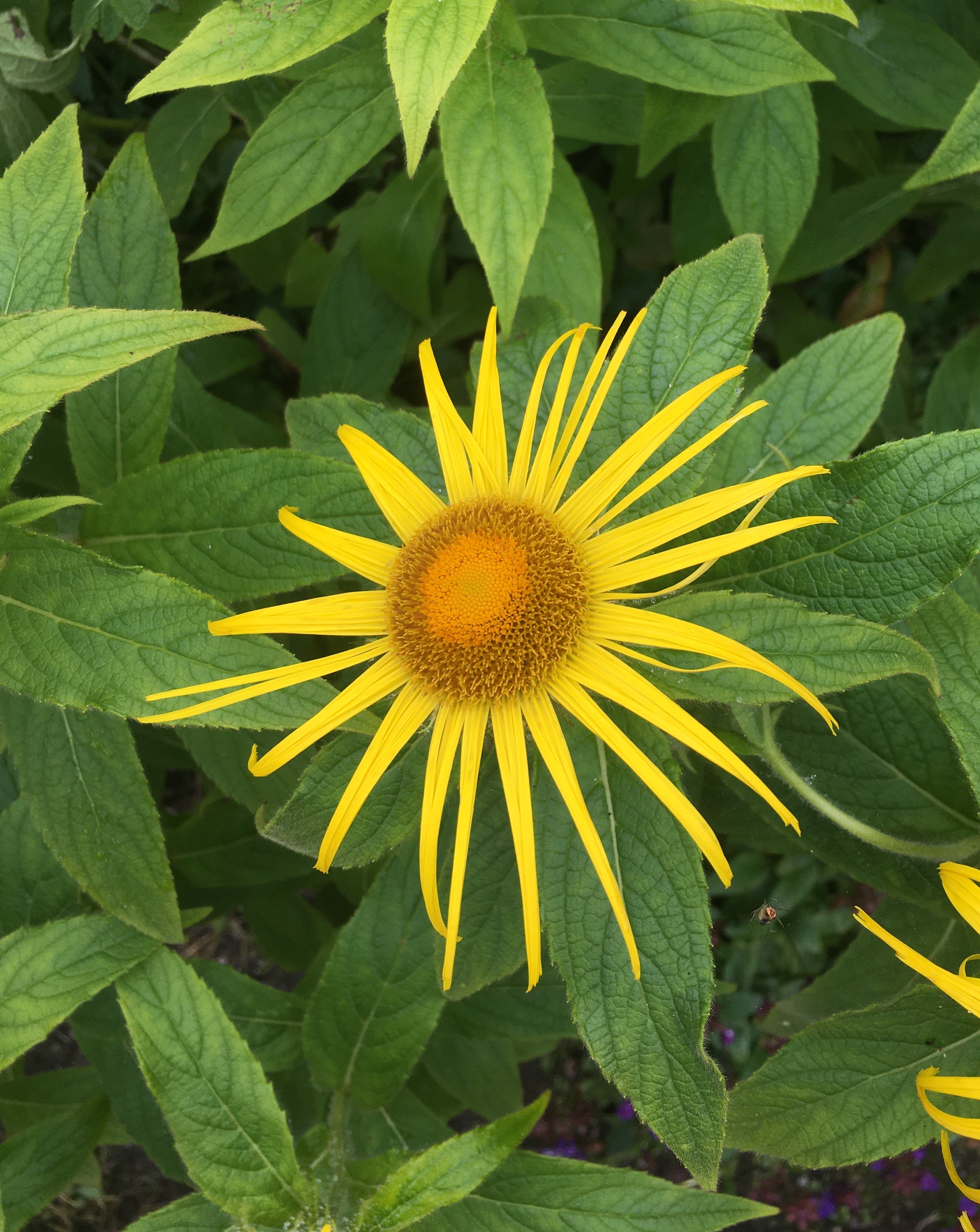 A yellow flower, symbolizing 'living according to nature' which is the goal of epicureanism.